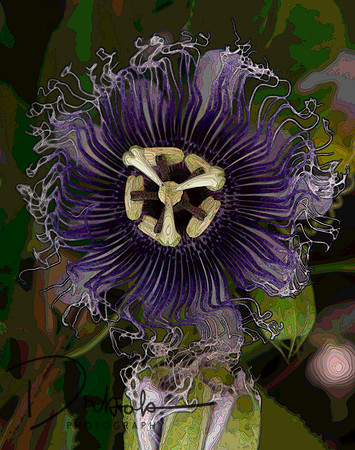 abstract flower